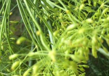 cropped-IMG_1657.jpg cropped-IMG_1657.jpg