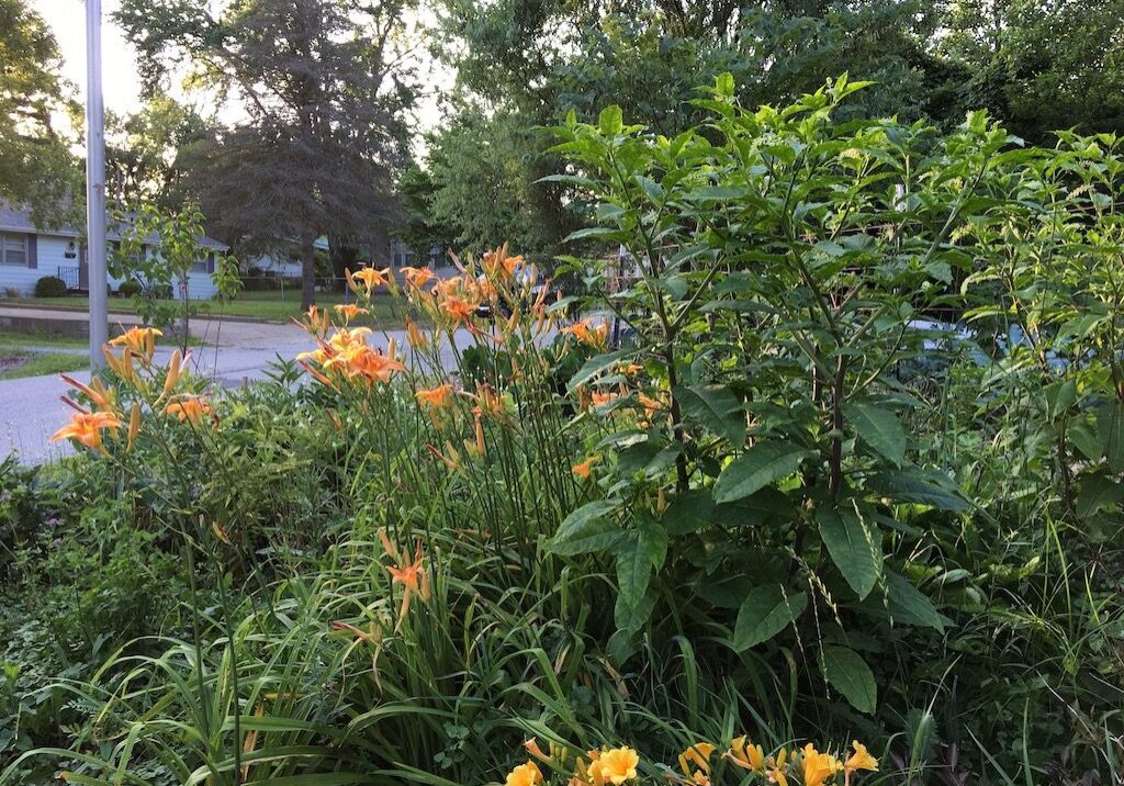 daylilies-1024x768